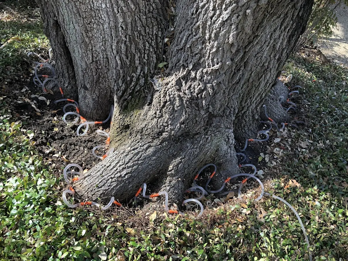 Detailed Tree Cabling and Bracing job site in Tallassee
