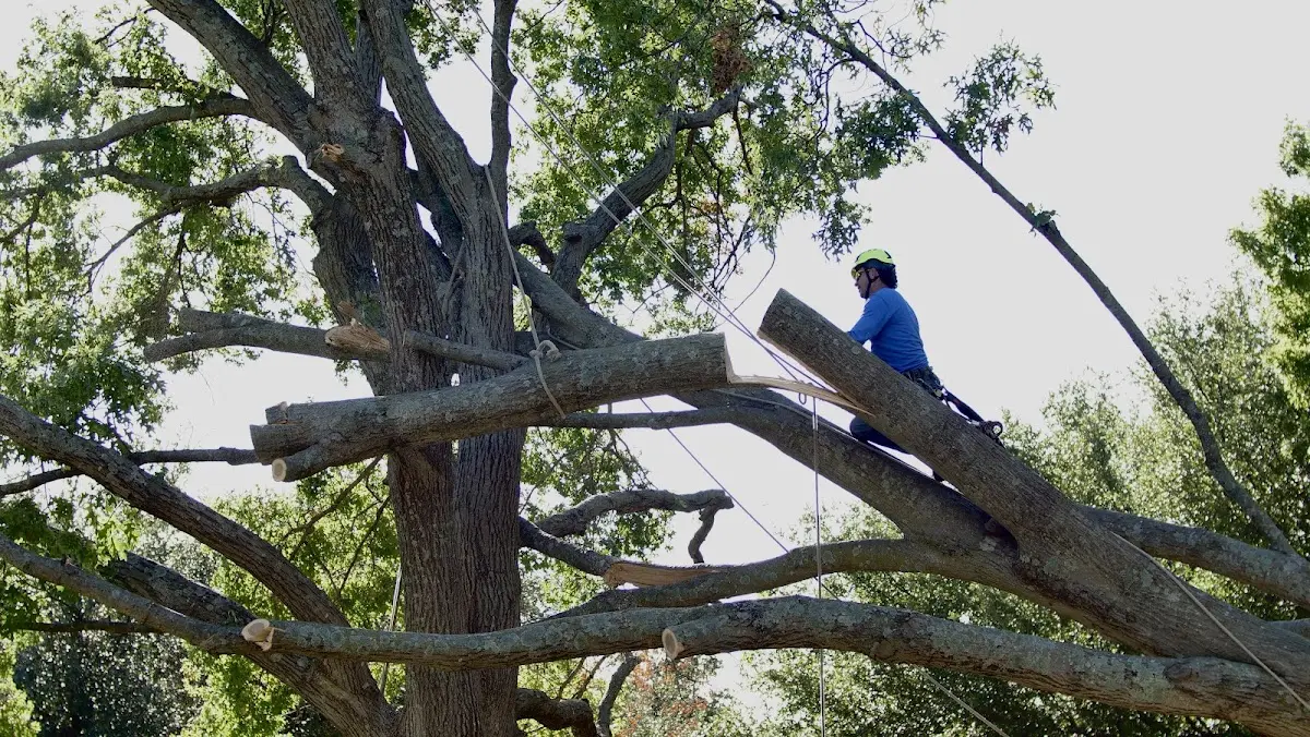 Professional Crown Thinning performed by certified arborists in Tallassee