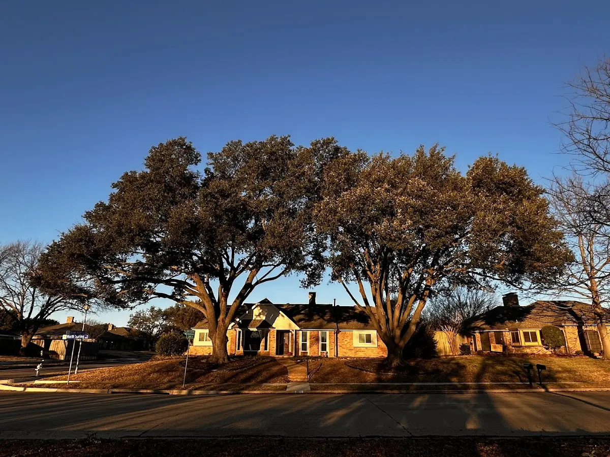 Established residential canopy tree shading a home in Tallassee